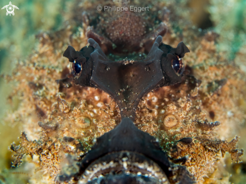 A Spiny Devilfish