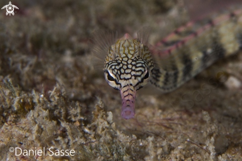 A Corythoichthys flavofasciatus | Network Pipefish 