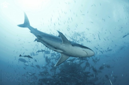 A Silvertip Shark