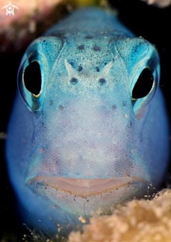 A Mimoblennius Cirrosus | 