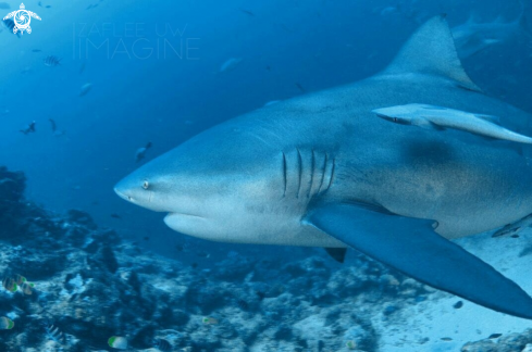 A Bull Shark