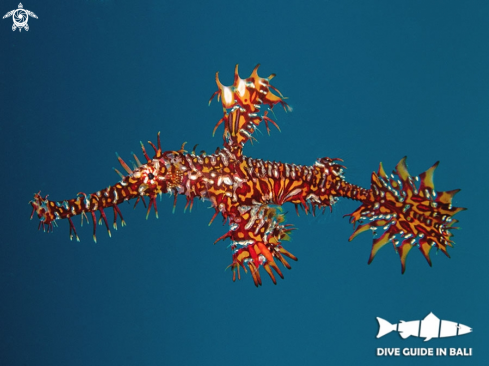 A Ghost Pipefish