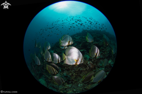 A Spadefish