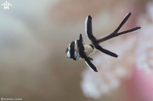 A Banggai Cardinalfish