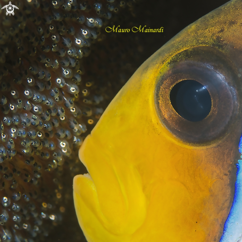 A Clownfish and eggs