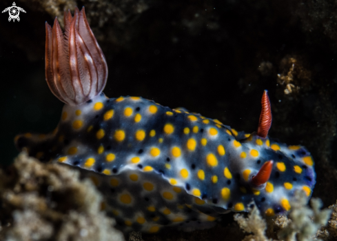 A Hypselodoris sp. 7