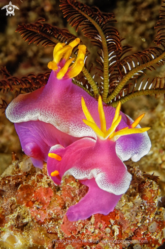 A Nudibranche