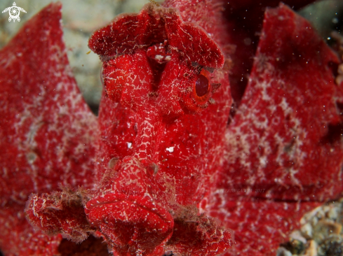 A ESCHMEYER'S SCORPION FISH