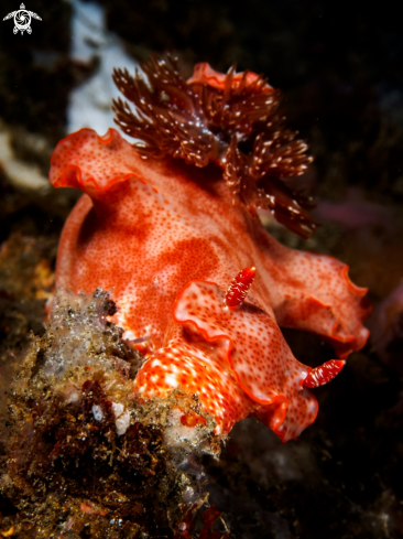 A Nudibranch