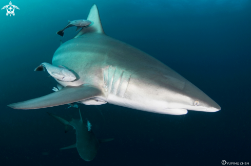 A Oceanic Blacktip Shark