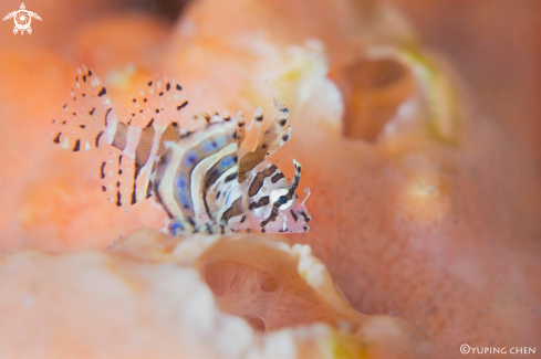 A Lionfish (Juvenile)