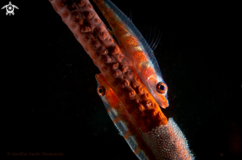 A Goby