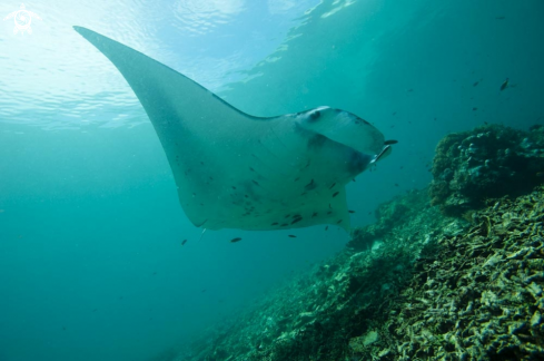 A manta ray