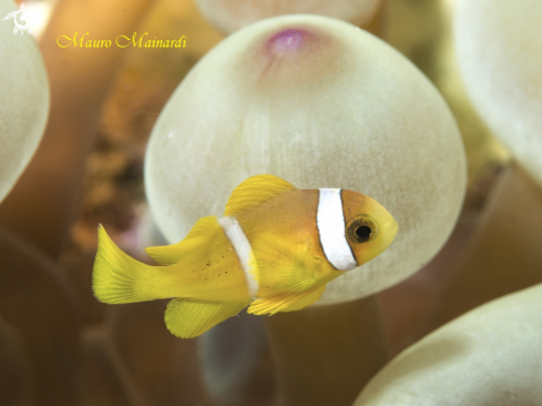 A Baby clownfish