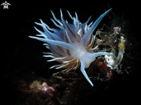 A Eubranchus Tricolor | Eubranchus Tricolor