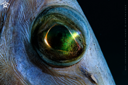 A trumpet fish