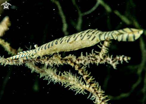 A Sawblade shrimp