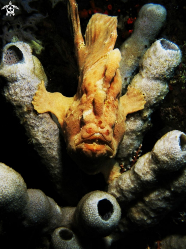 A Frog Fish