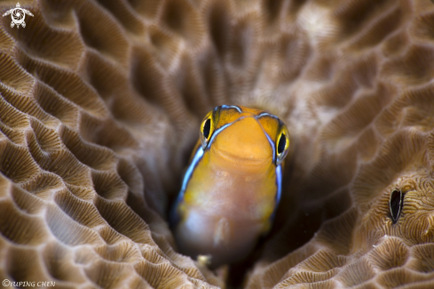 A Fangblenny