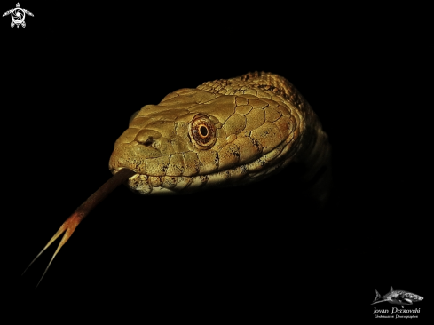 A Natrix tessellata | Vodena zmija Ribarica / Water snake - Dice snake.