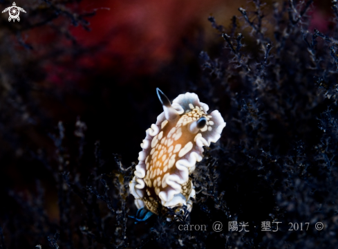 A Nudibranch