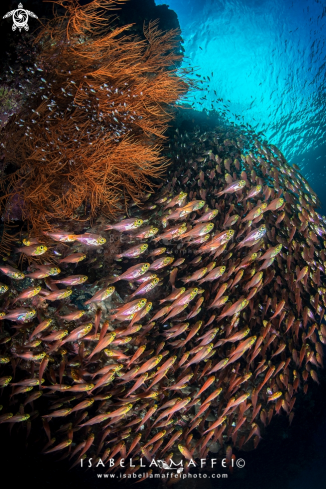 A school of glass fish