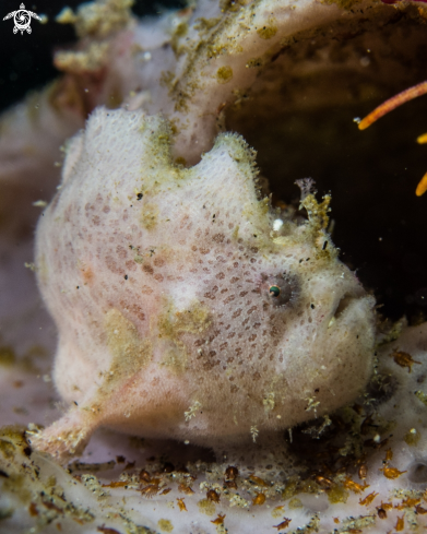 A Hairy frogfish