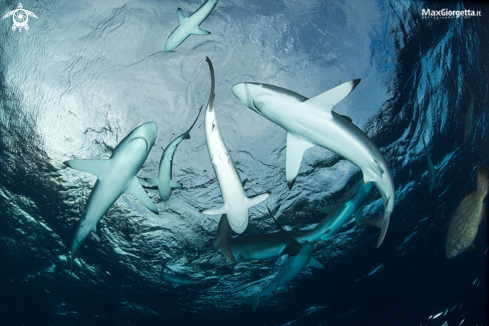 A silky shark