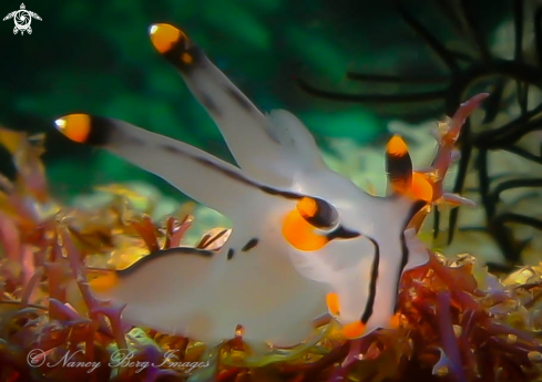 A Thecacera picta | Pikachu nudibranch