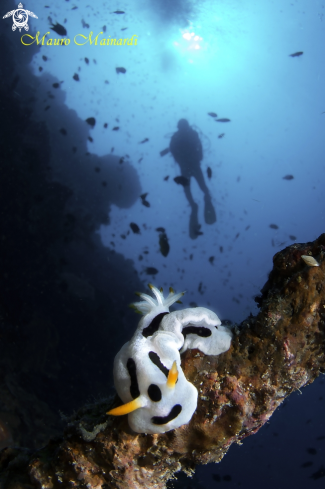 A Nudi & diver