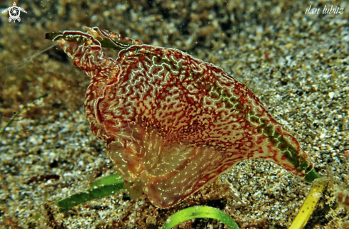 A jelly fish