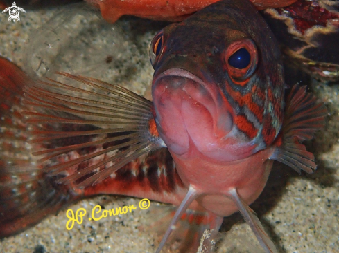 A Serranus cabrilla | SERRAN-CHÈVRE