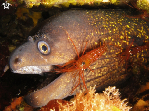 A Moray and Shrimp