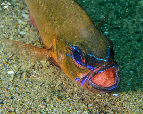 A Cardinalfish