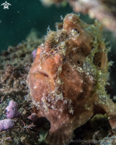 A Antennarius pictus | Painted frogfish