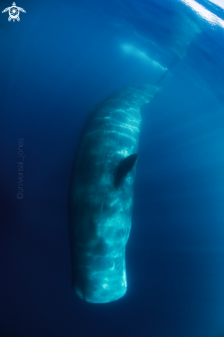 A Sperm Whale