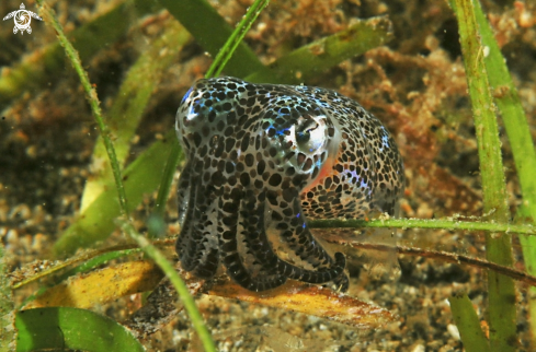 A bobtail