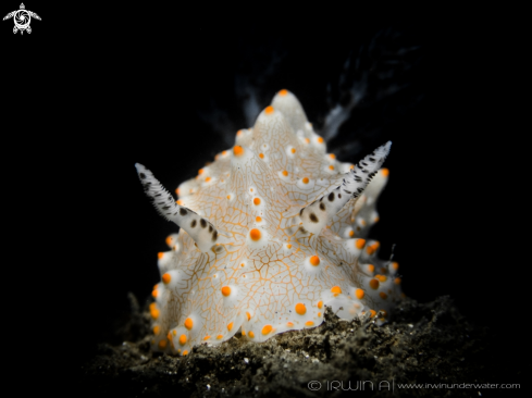 A Halgerda batangas | Nudibranch