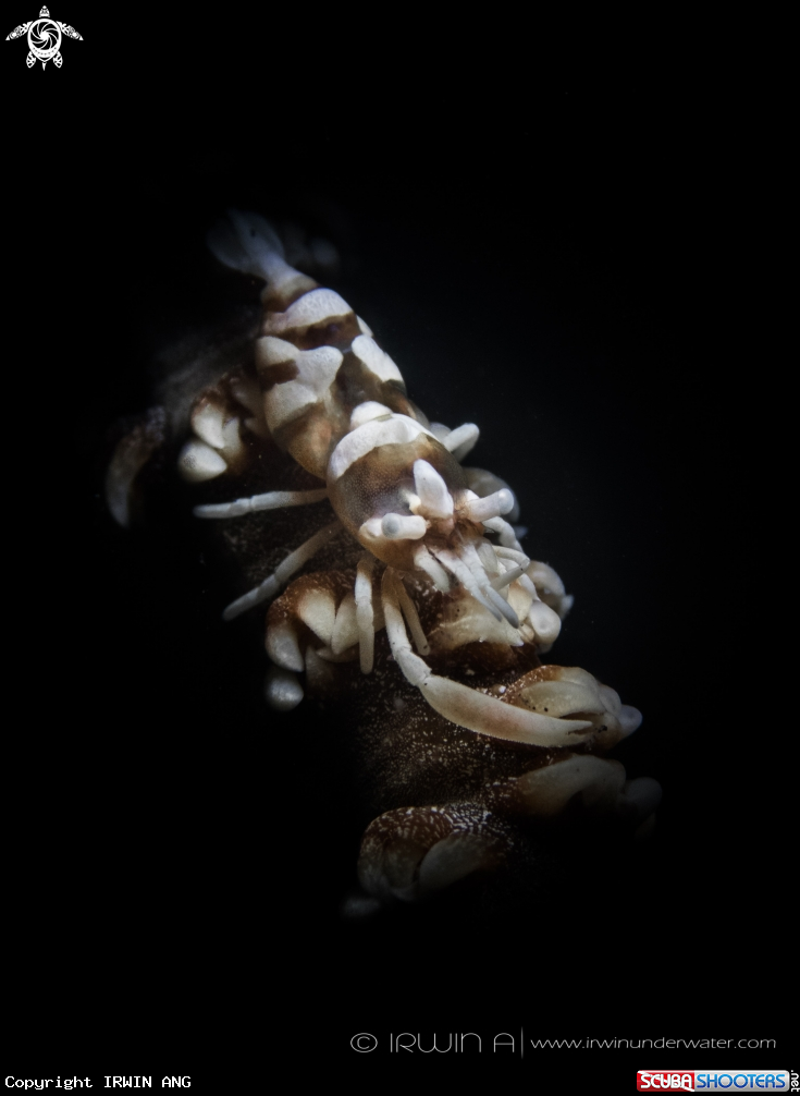A Commensal Whip Shrimp on Whip Coral