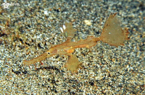 A Solenostomus paradoxus | ghost pipefish