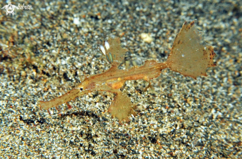 A ghost pipefish