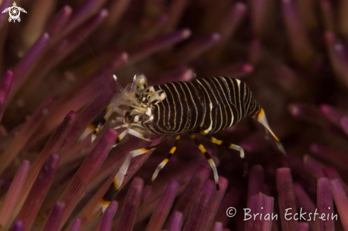 A Striped Bumblebee Shrimp