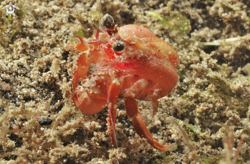 A hermit crab