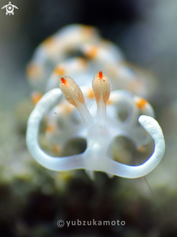 A Flabellina Bicolor