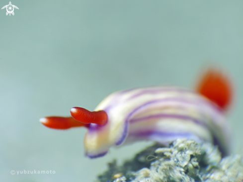 A Hypselodoris | Hypselodoris