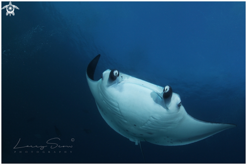 Manta Ray