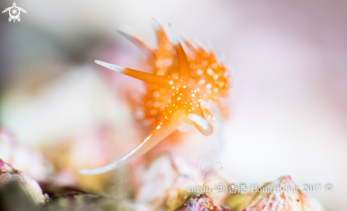 A Nudibranch