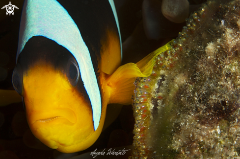 Clown fish and eggs 