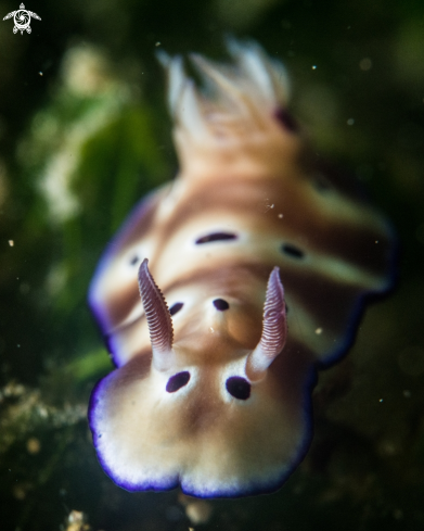 A Hypselodoris tryoni