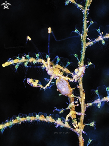 A Skeleton Shrimp